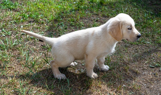 Come insegnare al cane a fare i bisogni fuori