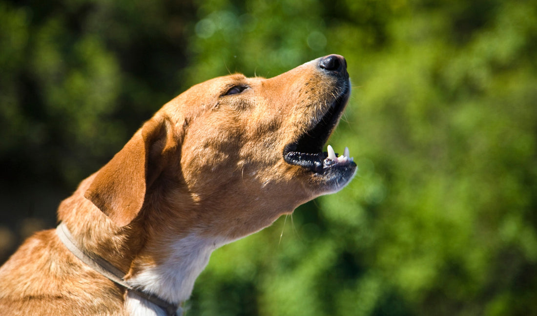 Cane che abbaia: come farlo smettere