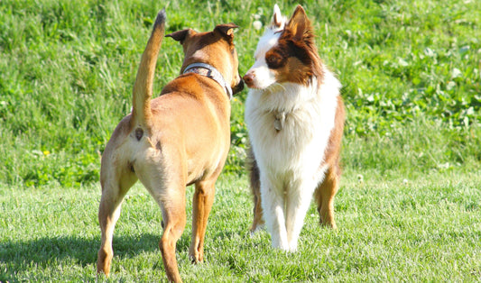 Come capire il linguaggio del corpo del cane