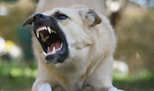 Cane aggressivo: perché succede e come gestirlo