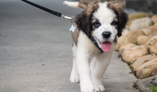 Socializzazione precoce del cucciolo: quando uscire davvero